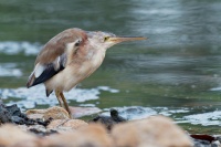 Bukacek zlutonohy - Ixobrychus sinensis - Yellow Bittern o8745